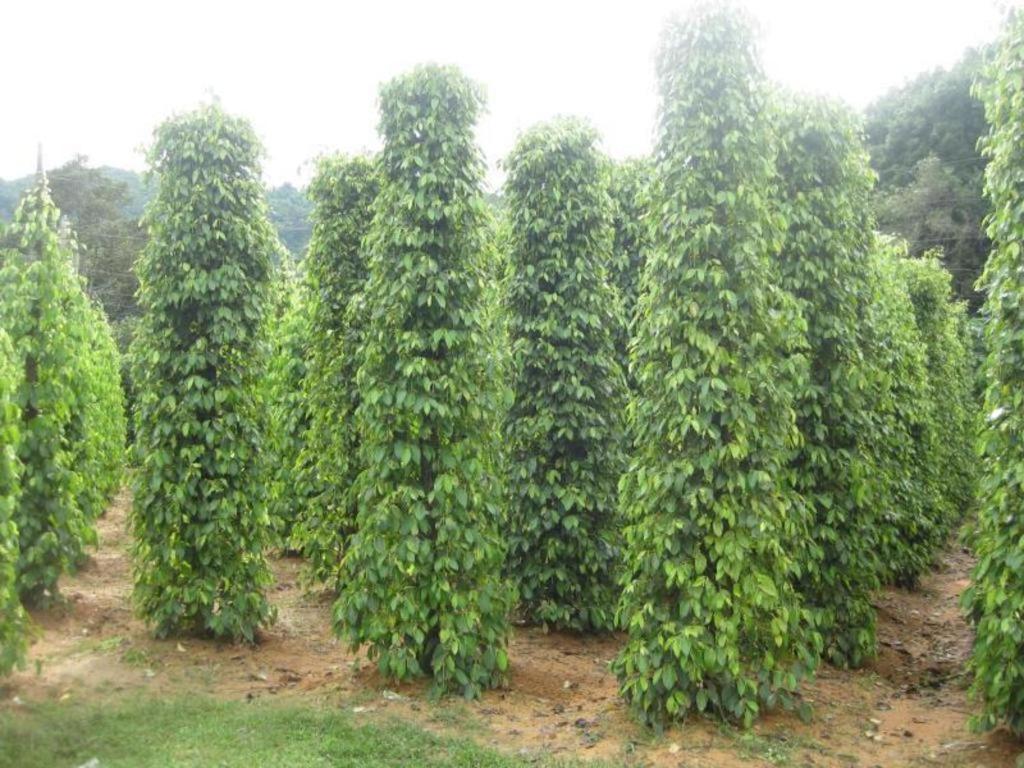 Pepper Farm Phu Quoc Bungalow Exteriör bild